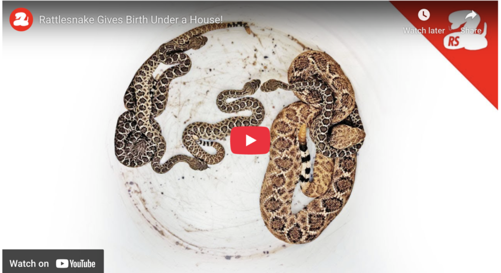 Baby Rattlesnakes Give Birth Under A House!